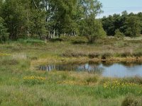 NL, Noord-Brabant, Goirle, Regte Heide, mere 13, Saxifraga-Willem van Kruijsbergen