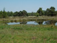 NL, Noord-Brabant, Goirle, Regte Heide, mere 6, Saxifraga-Willem van Kruijsbergen