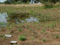 NL, Noord-Brabant, Goirle, Regte Heide, restored mere 4, Saxifraga-Willem van Kruijsbergen