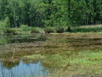 NL, Noord-Brabant, Goirle, Regte Heide, restored wouwer 3, Saxifraga-Willem van Kruijsbergen