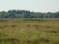 NL, Noord-Brabant, Goirle, Regte Heide, tumulus 1, Saxifraga-Willem van Kruijsbergen