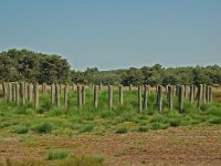 NL, Noord-Brabant, Goirle, Regte Heide, tumulus 4, Saxifraga-Willem van Kruijsbergen