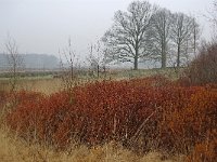 NL, Noord-Brabant, Goirle, Riels Laag 1, Saxifraga-Lucien Rommelaars