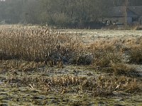 NL, Noord-Brabant, Goirle, Riels Laag 10, Saxifraga-Jan van der Straaten