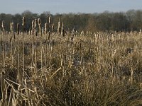 NL, Noord-Brabant, Goirle, Riels Laag 12, Saxifraga-Jan van der Straaten