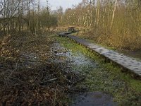 NL, Noord-Brabant, Goirle, Riels Laag 16, Saxifraga-Jan van der Straaten