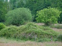 NL, Noord-Brabant, Heeze-Leende, De Houtvelden 1, Saxifraga-Tom Heijnen