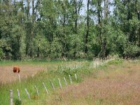 NL, Noord-Brabant, Heeze-Leende, De Houtvelden 2, Saxifraga-Tom Heijnen