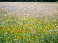 NL, Noord-Brabant, Heeze-Leende, E of Strabrecht 2, Saxifraga-Tom Heijnen