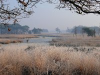 NL, Noord-Brabant, Heeze-Leende, Grafven in Strabrechtse Heide 1, Saxifraga-Tom Heijnen