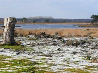 NL, Noord-Brabant, Heeze-Leende, Grafven in Strabrechtse Heide 3, Saxifraga-Tom Heijnen