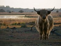 NL, Noord-Brabant, Heeze-Leende, Grafven in Strabrechtse Heide 6, Saxifraga-Tom Heijnen