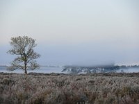 NL, Noord-Brabant, Heeze-Leende, Groote Heide 1, Saxifraga-Tom Heijnen