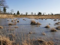 NL, Noord-Brabant, Heeze-Leende, Groote Heide 13, Saxifraga-Tom Heijnen