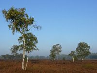 NL, Noord-Brabant, Heeze-Leende, Groote Heide 2, Saxifraga-Tom Heijnen