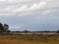 NL, Noord-Brabant, Heeze-Leende, Groote Heide 20, Saxifraga-Tom Heijnen