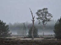 NL, Noord-Brabant, Heeze-Leende, Groote Heide 22, Saxifraga-Tom Heijnen