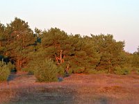 NL, Noord-Brabant, Heeze-Leende, Groote Heide 26, Saxifraga-Tom Heijnen