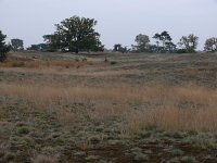 NL, Noord-Brabant, Heeze-Leende, Groote Heide 3, Saxifraga-Tom Heijnen