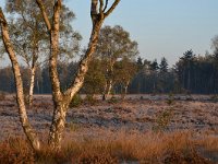 NL, Noord-Brabant, Heeze-Leende, Groote Heide 7, Saxifraga-Tom Heijnen