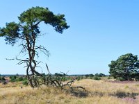 NL, Noord-Brabant, Heeze-Leende, Groote Heide 8, Saxifraga-Tom Heijnen