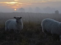 NL, Noord-Brabant, Heeze-Leende, Groote Heide 9, Saxifraga-Tom Heijnen