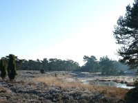 NL, Noord-Brabant, Heeze-Leende, Klein Hasselsven in Leenderbos 1, Saxifraga-Tom Heijnen