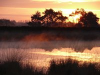 NL, Noord-Brabant, Heeze-Leende, Klein Kraanven in Groote Heide 2, Saxifraga-Tom Heijnen