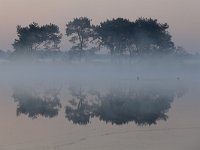 NL, Noord-Brabant, Heeze-Leende, Klein Kraanven in Groote Heide 3, Saxifraga-Tom Heijnen