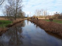 NL, Noord-Brabant, Heeze-Leende, Kleine Dommel in Rietvelden 4, Saxifraga-Tom Heijnen