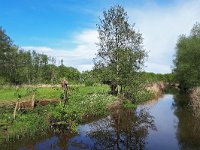 NL, Noord-Brabant, Heeze-Leende, Kleine Dommel in Rietvelden 5, Saxifraga-Tom Heijnen