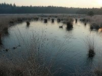 NL, Noord-Brabant, Heeze-Leende, Leenderbos 1, Saxifraga-Tom Heijnen