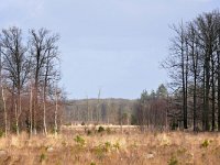 NL, Noord-Brabant, Heeze-Leende, Leenderbos 11, Saxifraga-Tom Heijnen