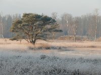 NL, Noord-Brabant, Heeze-Leende, Leenderbos 2, Saxifraga-Tom Heijnen