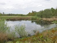 NL, Noord-Brabant, Heeze-Leende, Meelakkers 2, Saxifraga-Tom Heijnen