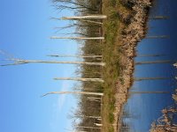 NL, Noord-Brabant, Heeze-Leende, Patersgronden 2, Saxifraga-Tom Heijnen