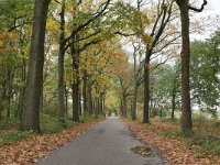 NL, Noord-Brabant, Heeze-Leende, Petrus van Eijnattenlaan near De Achelse Kluis 1, Saxifraga-Tom Heijnen