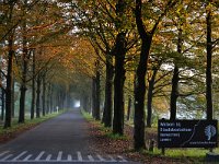 NL, Noord-Brabant, Heeze-Leende, Petrus van Eijnattenlaan near De Achelse Kluis 3, Saxifraga-Tom Heijnen