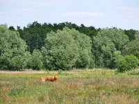 NL, Noord-Brabant, Heeze-Leende, Rietvelden 1, Saxifraga-Tom Heijnen