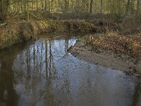 NL, Noord-Brabant, Heeze-Leende, Sterkselsche Aa, Herbertusbossen 5, Saxifraga-Jan van der Straaten