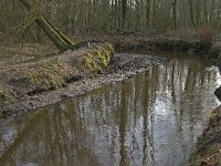 NL, Noord-Brabant, Heeze-Leende, Sterkselsche Aa, Herbertusbossen 6, Saxifraga-Jan van der Straaten