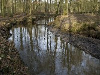 NL, Noord-Brabant, Heeze-Leende, Sterkselsche Aa, Herbertusbossen 7, Saxifraga-Jan van der Straaten