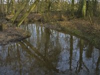 NL, Noord-Brabant, Heeze-Leende, Sterkselsche Aa, Herbertusbossen 8, Saxifraga-Jan van der Straaten