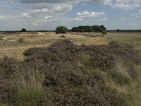 NL, Noord-Brabant, Heeze-Leende, Strabrechtsche Heide 14, Saxifraga-Jan van der Straaten