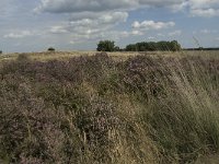 NL, Noord-Brabant, Heeze-Leende, Strabrechtsche Heide 16, Saxifraga-Jan van der Straaten