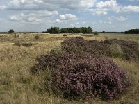 NL, Noord-Brabant, Heeze-Leende, Strabrechtsche Heide 17, Saxifraga-Jan van der Straaten