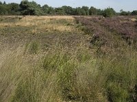 NL, Noord-Brabant, Heeze-Leende, Strabrechtsche Heide 7, Saxifraga-Jan van der Straaten