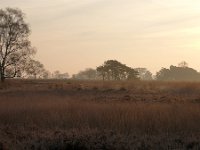 NL, Noord-Brabant, Heeze-Leende, Strabrechtse Heide 1, Saxifraga-Tom Heijnen