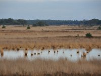 NL, Noord-Brabant, Heeze-Leende, Strabrechtse Heide 2, Saxifraga-Tom Heijnen