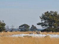 NL, Noord-Brabant, Heeze-Leende, Strabrechtse Heide 3, Saxifraga-Tom Heijnen